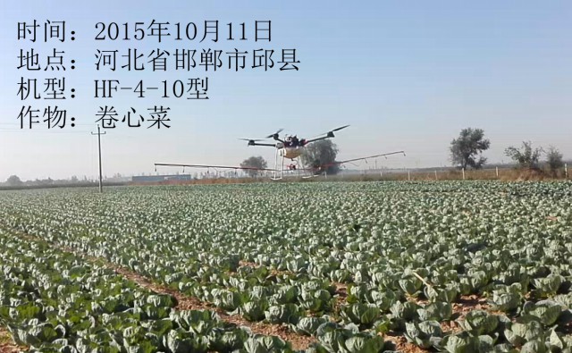 2015年10月11日省市邱县卷心菜作业